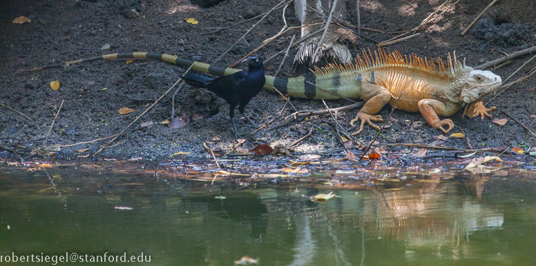 iguana and grackle